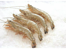 對蝦養殖過程中的管理要點(二)